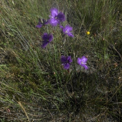 Thysanotus tuberosus subsp. tuberosus (Common Fringe-lily) at Majura, ACT - 1 Dec 2016 by SilkeSma