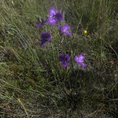 Thysanotus tuberosus subsp. tuberosus (Common Fringe-lily) at Majura, ACT - 30 Nov 2016 by SilkeSma