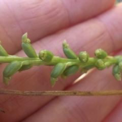 Microtis unifolia (Common Onion Orchid) at Majura, ACT - 1 Dec 2016 by SilkeSma