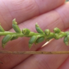 Microtis unifolia (Common Onion Orchid) at Majura, ACT - 30 Nov 2016 by SilkeSma