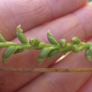 Microtis unifolia at Majura, ACT - 1 Dec 2016