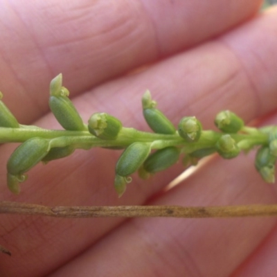 Microtis unifolia (Common Onion Orchid) at Majura, ACT - 30 Nov 2016 by SilkeSma