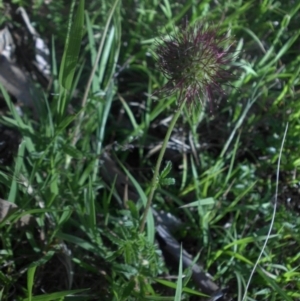 Acaena novae-zelandiae at Majura, ACT - 1 Dec 2016 08:52 AM