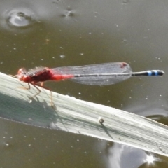 Xanthagrion erythroneurum (Red & Blue Damsel) at Paddys River, ACT - 30 Nov 2016 by JohnBundock