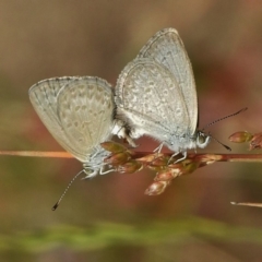 Zizina otis (Common Grass-Blue) at Tidbinbilla Nature Reserve - 29 Nov 2016 by JohnBundock