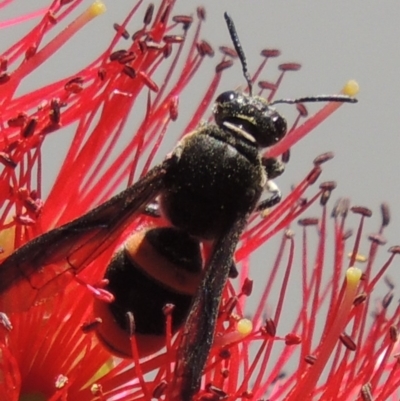 Eumeninae (subfamily) (Unidentified Potter wasp) at Pollinator-friendly garden Conder - 16 Nov 2016 by michaelb