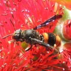 Eumeninae (subfamily) at Conder, ACT - 16 Nov 2016 12:22 PM