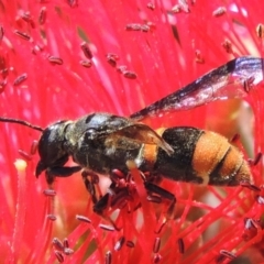 Eumeninae (subfamily) at Conder, ACT - 16 Nov 2016 12:22 PM