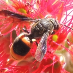 Eumeninae (subfamily) at Conder, ACT - 16 Nov 2016 12:22 PM