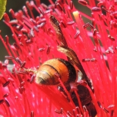 Eumeninae (subfamily) at Conder, ACT - 16 Nov 2016 12:22 PM