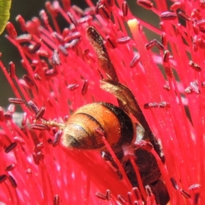 Eumeninae (subfamily) at Conder, ACT - 16 Nov 2016