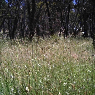 Unidentified at Mulligans Flat - 30 Nov 2016 by MulligansFlat1