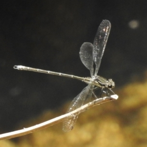 Austroargiolestes icteromelas at Paddys River, ACT - 30 Nov 2016