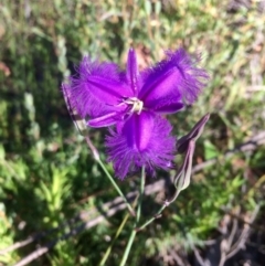 Thysanotus tuberosus subsp. tuberosus (Common Fringe-lily) at Belconnen, ACT - 1 Dec 2016 by annamacdonald