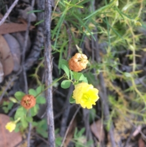 Trifolium campestre at Aranda, ACT - 1 Dec 2016 12:26 PM