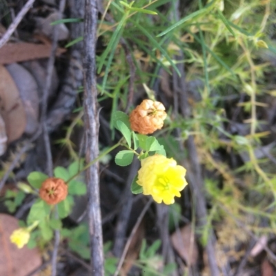 Trifolium campestre (Hop Clover) at Aranda, ACT - 1 Dec 2016 by annamacdonald