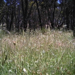 Unidentified at Mulligans Flat - 30 Nov 2016 by MulligansFlat1