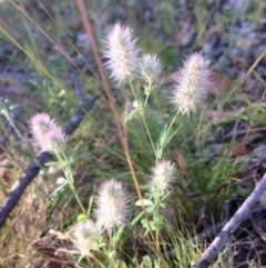 Trifolium arvense var. arvense (Haresfoot Clover) at Aranda Bushland - 1 Dec 2016 by annamacdonald