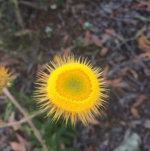 Coronidium oxylepis subsp. lanatum at Belconnen, ACT - 1 Dec 2016