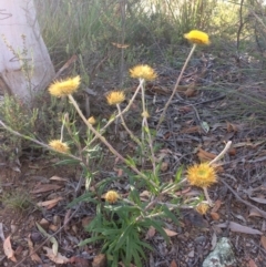 Coronidium oxylepis subsp. lanatum at Belconnen, ACT - 1 Dec 2016