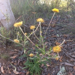 Coronidium oxylepis subsp. lanatum at Belconnen, ACT - 1 Dec 2016 12:28 PM