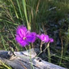 Thysanotus tuberosus subsp. tuberosus (Common Fringe-lily) at Aranda, ACT - 1 Dec 2016 by annamacdonald