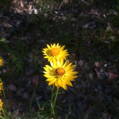 Xerochrysum viscosum (Sticky Everlasting) at Aranda, ACT - 1 Dec 2016 by annamacdonald