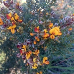 Mirbelia oxylobioides (Mountain Mirbelia) at Cook, ACT - 1 Dec 2016 by annamacdonald