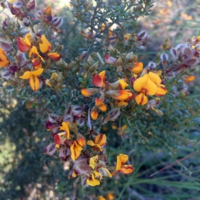 Mirbelia oxylobioides (Mountain Mirbelia) at Aranda Bushland - 1 Dec 2016 by annamacdonald