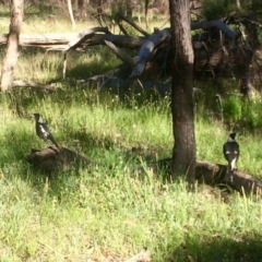 Gymnorhina tibicen (Australian Magpie) at Aranda Bushland - 1 Dec 2016 by annamacdonald