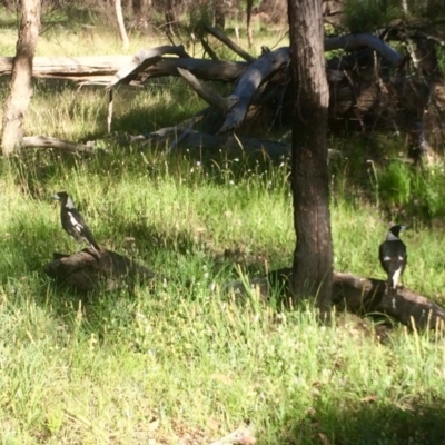 Gymnorhina tibicen (Australian Magpie) at Aranda Bushland - 1 Dec 2016 by annamacdonald