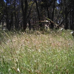 Unidentified at Mulligans Flat - 30 Nov 2016 by MulligansFlat1