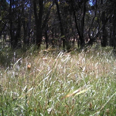 Unidentified at Mulligans Flat - 30 Nov 2016 by MulligansFlat1