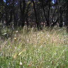 Unidentified at Mulligans Flat - 30 Nov 2016 by MulligansFlat1