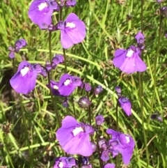 Utricularia dichotoma (Fairy Aprons, Purple Bladderwort) at Tuggeranong DC, ACT - 1 Dec 2016 by NickiTaws