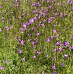 Utricularia dichotoma at Tuggeranong DC, ACT - 1 Dec 2016