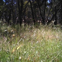 Unidentified at Mulligans Flat - 30 Nov 2016 by MulligansFlat1