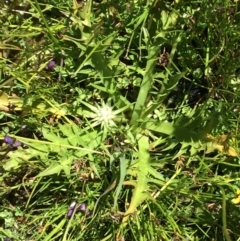 Eryngium vesiculosum (Prostrate Blue Devil, Prickfoot) at Conder, ACT - 1 Dec 2016 by NickiTaws