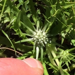 Eryngium vesiculosum at Conder, ACT - 1 Dec 2016 11:00 AM