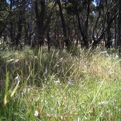 Unidentified at Mulligans Flat - 30 Nov 2016 by MulligansFlat1