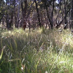 Unidentified at Mulligans Flat - 30 Nov 2016 by MulligansFlat1