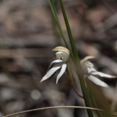 Caladenia moschata (Musky Caps) at Black Mountain - 5 Nov 2016 by eyal