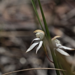 Caladenia moschata at Point 85 - 6 Nov 2016