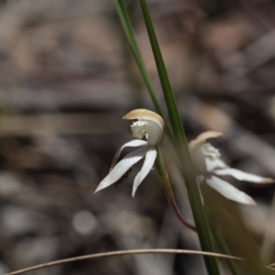 Caladenia moschata (Musky Caps) at Point 85 - 6 Nov 2016 by eyal