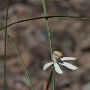 Caladenia moschata at Point 85 - 6 Nov 2016