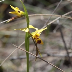 Diuris sulphurea (Tiger Orchid) at Point 85 - 6 Nov 2016 by eyal