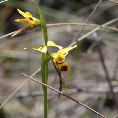 Diuris sulphurea (Tiger Orchid) at Black Mountain - 5 Nov 2016 by eyal