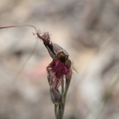 Calochilus platychilus (Purple Beard Orchid) at Point 85 - 6 Nov 2016 by eyal