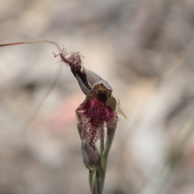 Calochilus platychilus (Purple Beard Orchid) at Black Mountain - 5 Nov 2016 by eyal