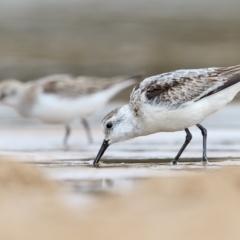 Calidris alba (Sanderling) at Mogareeka, NSW - 29 Nov 2016 by Leo